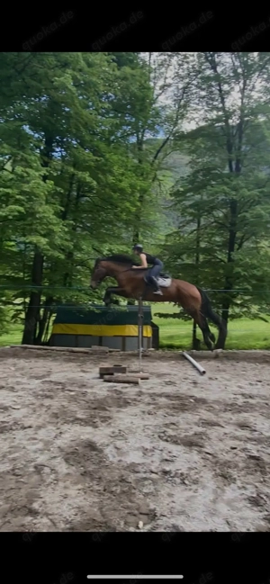 TraumWallach zu verkaufen