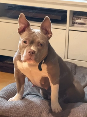 Wunderschöne Pocket Bully Hündin