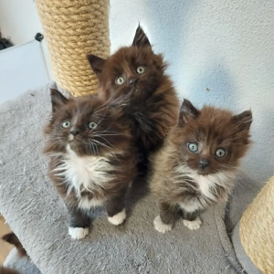 Maine Coon Kitten reinrassig