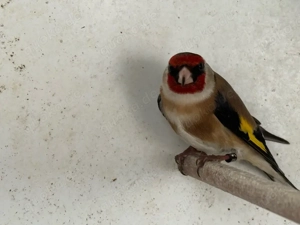 stieglitz kalthaltung