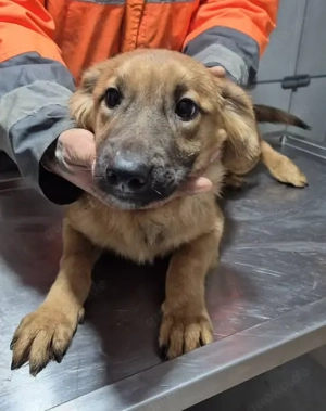 Welpenhündin 890535 sucht ihre Menschen