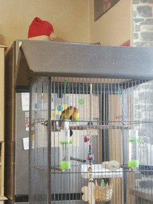 Pfirsichkoepchen, paar