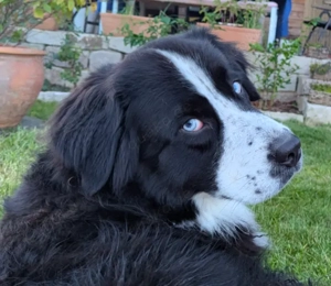 Bernersennen Australien Shepard Welpen 