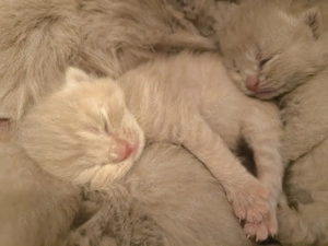 Britisch Kurzhaar Kitten 