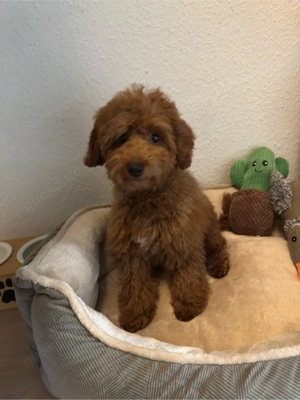 reinrassiger toypudel