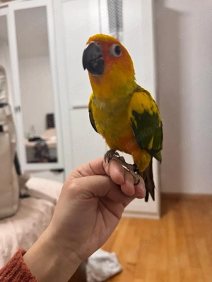 sonnensittich zahm sehr anhänglich