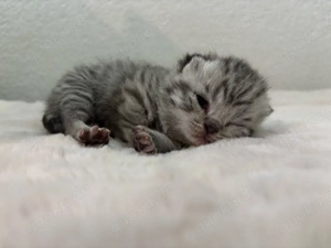 BKH Kitten reinrassig 