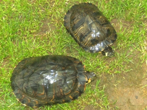Gelbwangenschmuckschildkröten