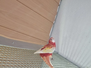 Prachtrosellas abzugeben