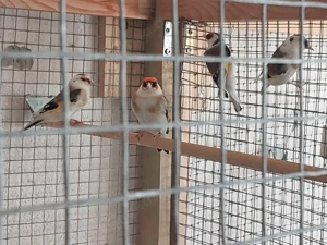 Stieglitze Major Schecken 