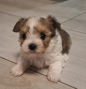 Yorkshire Terrier Mini