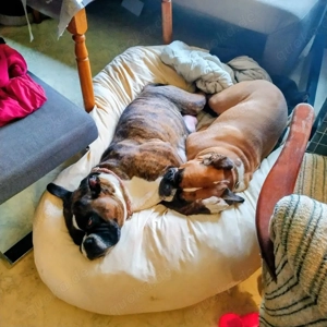 wir haben es geschafft 2 Rüden 4 Mädchen 