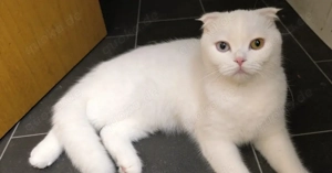 Wunderschöne weiße Katze mit besonderen Augen sucht liebevolles Zuhause