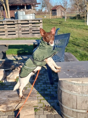 Traumhündin Cleo - sensible Begleiterin sucht Herzensmensch Bild 3