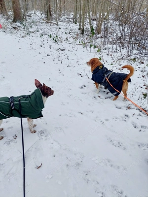 Traumhündin Cleo - sensible Begleiterin sucht Herzensmensch Bild 4