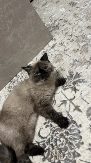 BKH Katzen Mädchen reinrassig 