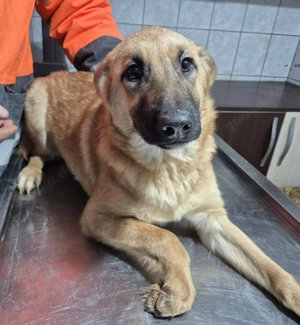 Welpenhündin 890534 sucht ihre Menschen