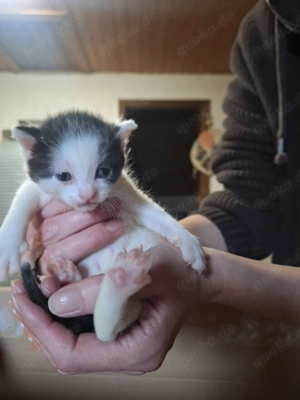 süße Katzenkinder in ca 4 Wochen abzugeben 