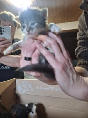 süße Katzenkinder in ca 4 Wochen abzugeben 