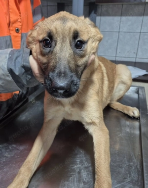 Welpenhündin 890533 stellt sich vor