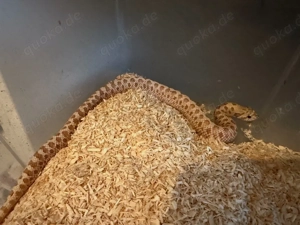 heterodon nasicus  abzugeben