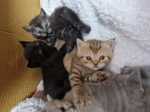 Bkh flauschig kitten dürfen reserviert werden nur noch 2 Mädchen frei