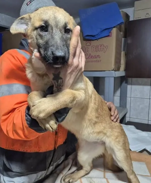 Welpenhündin 890531 sucht ihr eigenes Körbchen