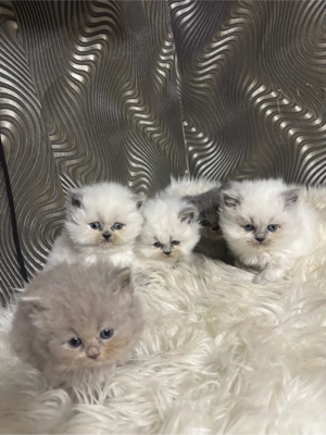 Britsch Langhaar Katze