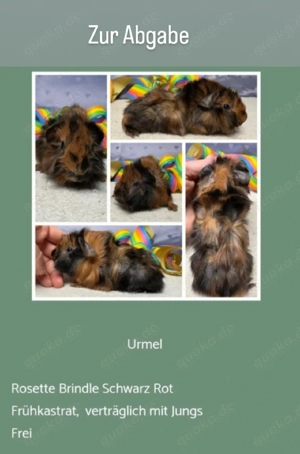 vers. Frühkastrat Meerschweinchen Rosette Bild 2