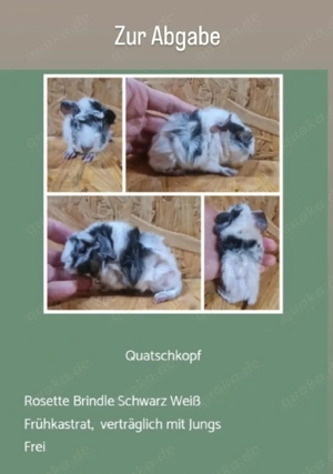 Frühkastrat Meerschweinchen Rosette