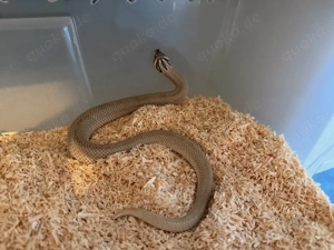 hererodon nasicus abzugeben 