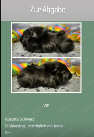vers. Frühkastrat Meerschweinchen Rosette Bild 3