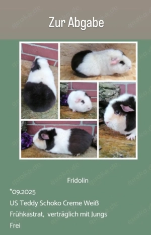 Frühkastrat US Teddy Meerschweinchen Jungtiere  Bild 3
