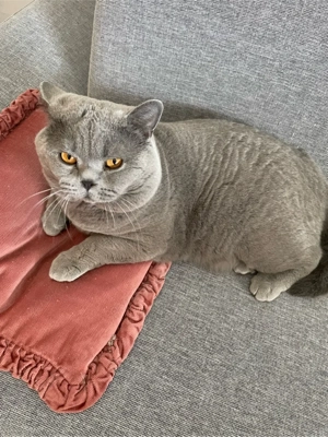 Deckkater worldchampion  