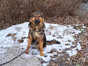 liebe Altdeutsche Schäferhund Mix Junghündin "Mascha"