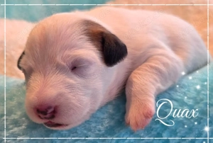 Reinrassige Parson Russell Terrier Welpen geboren 