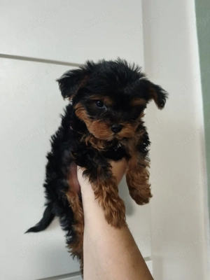 Entwurmt. Ein süßes, kleines, flauschiges Wesen eilt zu dir.