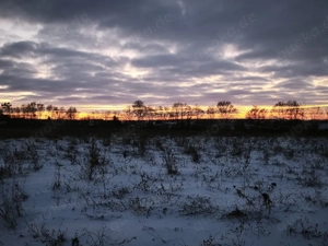 Familienmitglied gesucht 