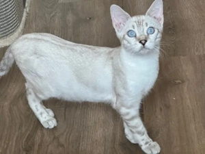 Bengal Snow Lynx Mädchen 2 Jahre Nicht Kastriert Mit Stammbaum 