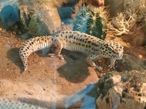 Zwei weibliche Leoparden Geckos mit Terrarium 