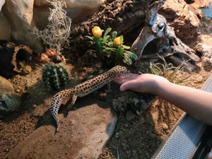Zwei weibliche Leoparden Geckos mit Terrarium 