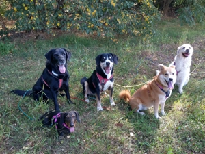 Verlässlicher Dogwalker gesucht? 68723 und Umgebung! Bild 4