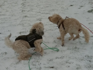 Verlässlicher Dogwalker gesucht? 68723 und Umgebung! Bild 5