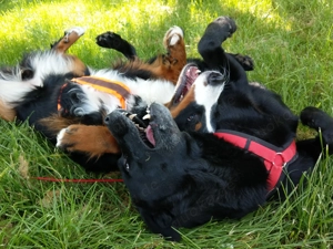 Verlässlicher Dogwalker gesucht? 68723 und Umgebung! Bild 2