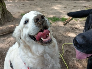 Verlässlicher Dogwalker gesucht? 68723 und Umgebung! Bild 3