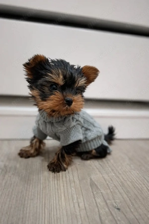 Wunderschöne Yorkshire terrier Welpen