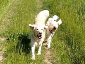 Verlässlicher Dogwalker gesucht? 68723 und Umgebung! Bild 8