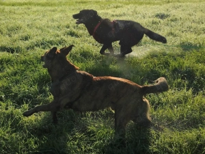 Verlässlicher Dogwalker gesucht? 68723 und Umgebung! Bild 6