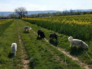 Verlässlicher Dogwalker gesucht? 68723 und Umgebung! Bild 7