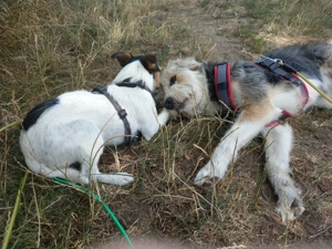 Verlässlicher Dogwalker gesucht? 68723 und Umgebung! Bild 9